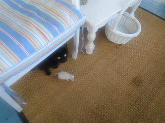 MMC 2015 Picture My Smile - Animals