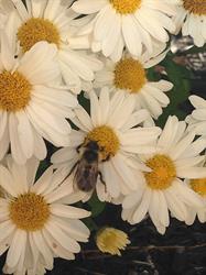 MMC 2015 Picture My Smile - Animals