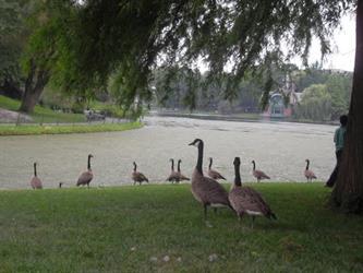 MMC 2015 Picture My Smile - Animals