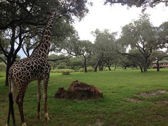 MMC 2015 Picture My Smile - Animals