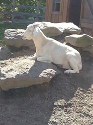 MMC 2015 Picture My Smile - Animals