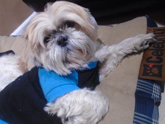 MMC 2015 Picture My Smile - Animals