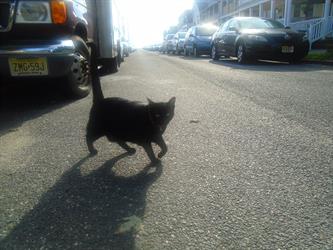 MMC 2015 Picture My Smile - Animals