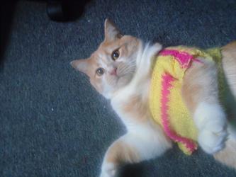 MMC 2015 Picture My Smile - Animals