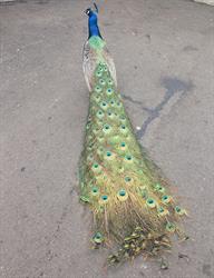 MMC 2015 Picture My Smile - Animals