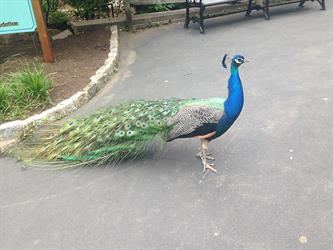 MMC 2015 Picture My Smile - Animals