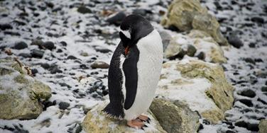 MMC 2015 Picture My Smile - Animals