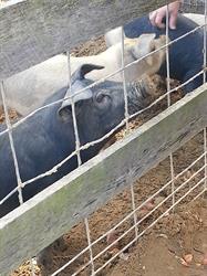 MMC 2015 Picture My Smile - Animals