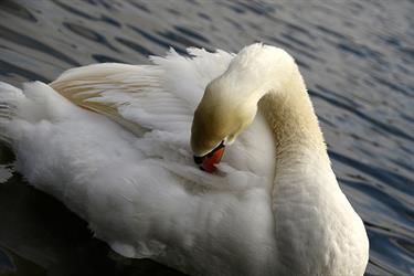 MMC 2015 Picture My Smile - Animals