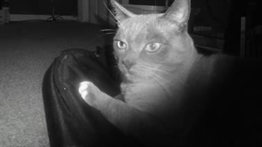 MMC 2015 Picture My Smile - Animals