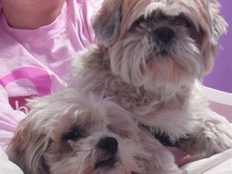 MMC 2015 Picture My Smile - Animals