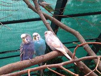 MMC 2015 Picture My Smile - Animals