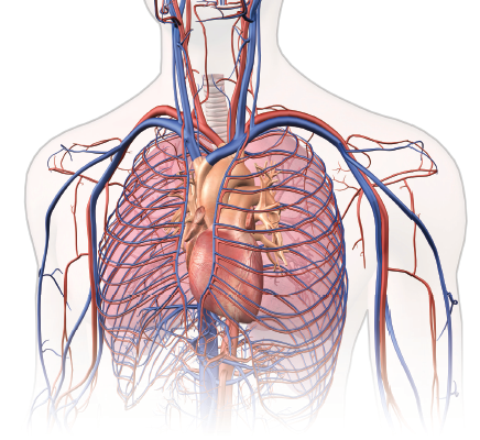 Vascular system