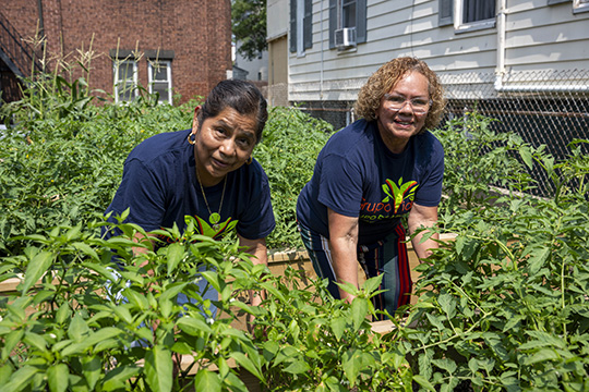 volunteers in the garden