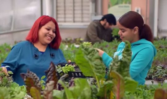 people in a greenhouse looking at greens
