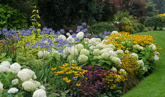 garden with many colorful flowers