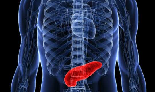 pancreas-picture