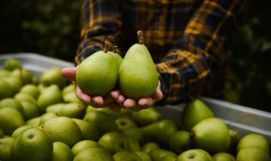 woman holding 2 pears