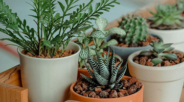 Harvest and Grow: Planting with Farmers - Harvest Farm to Community Center