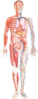 Human skeletal and muscle system illustrationi