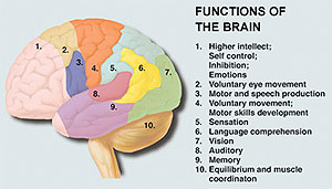 Brain Injury - Functions of the Brain