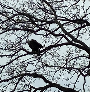 Eagle