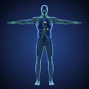 The Lymphatic System and Lymphedema