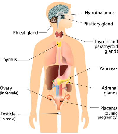 medical diagram of the human body pointing to the parts of the body that are the endocrine system