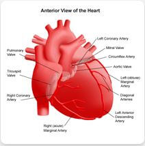 cardiology, interventional cardiology, heart