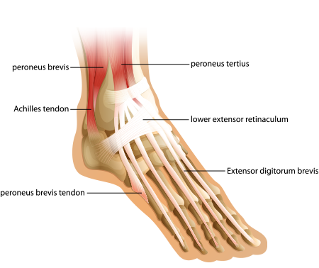 foot muscles and tendons
