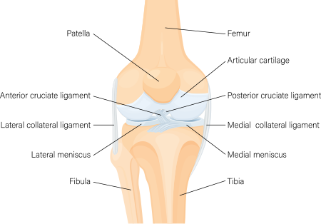 diagram of knee structure